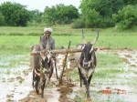 소의 적정한 에너지를 이용해 논을 갈고 있는 농부 @ 류기석 2003 인도 카삼