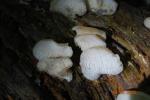 7 
ٴø Pseudohydnum gelatinosum(Scop.) P. Karst. 
(Ӹ Toothed Jelly Fungus.       Ͽ     ִٰ        23  ó   ̸   幮 ̶ ǿ ʴ. 츻 Ǯ  ϴ     .)